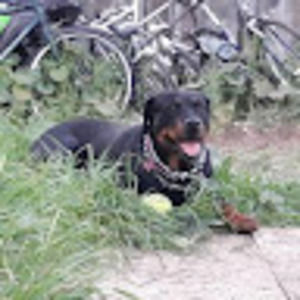 Meet your Posher, Ian